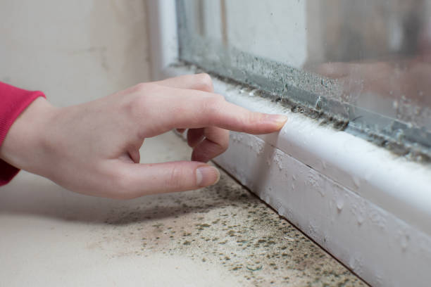 Best Post-Construction Mold Inspection  in Waawa, HI