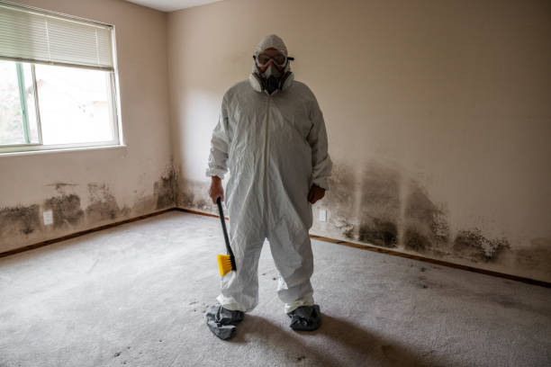 Best Basement Mold Removal  in Waawa, HI